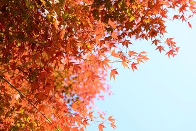 Low angle view of autumn leaves