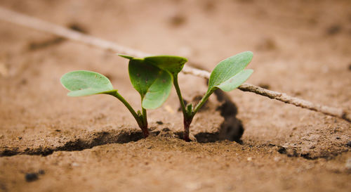 Close-up of small plant growing on field