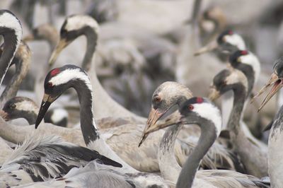 Close-up of birds