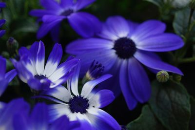 Close-up of purple flowering plants