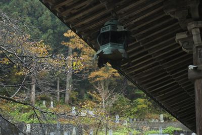 Low angle view of abandoned bridge amidst trees in forest