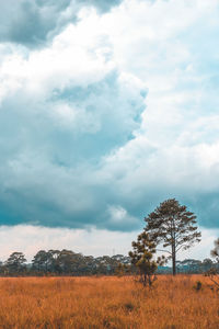 Landscape, grassland and panoramic sky at phu kradueng national park, thailand