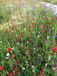 Purple flowering plants on field