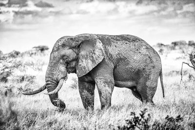 Side view of elephant on field against sky