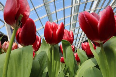 Close-up of red flowers