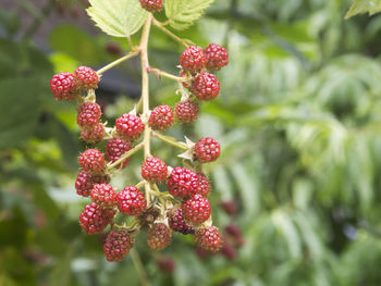 Close-up of raspberries growing outdoors