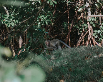 Monkey in a forest