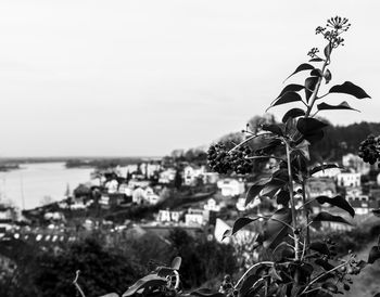 Close-up of plants by sea against sky