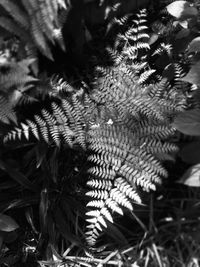 Close-up of plant