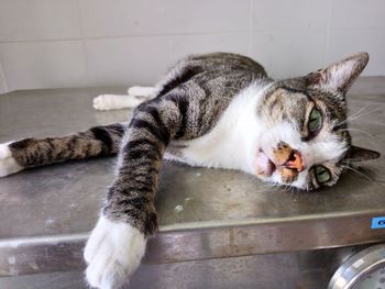 Cat lying on floor