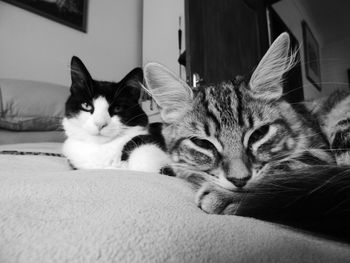 Close-up of cat relaxing on bed at home