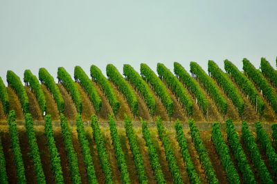 Close-up of fence against blurred background