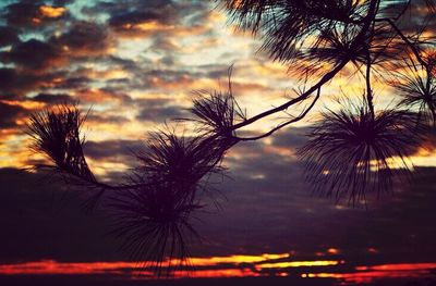 Silhouette of palm trees at sunset