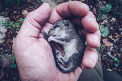 Small wounded dormouse in the hand of a man