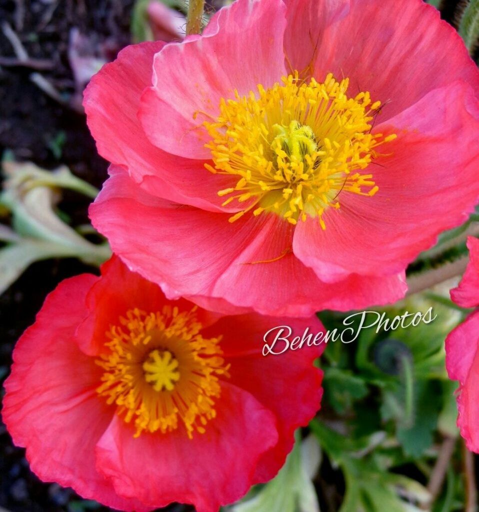 flower, petal, freshness, flower head, fragility, beauty in nature, red, growth, blooming, close-up, nature, pollen, yellow, focus on foreground, plant, pink color, in bloom, high angle view, stamen, day