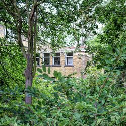 House amidst trees and plants growing on field in forest