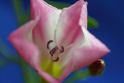 Close-up of pink flower