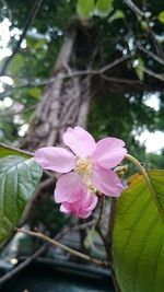 Close-up of pink flowers