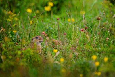 Ground squirell