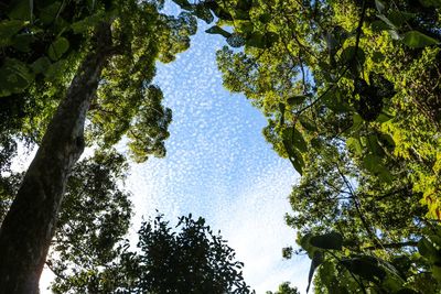 Low angle view of trees in forest against sky