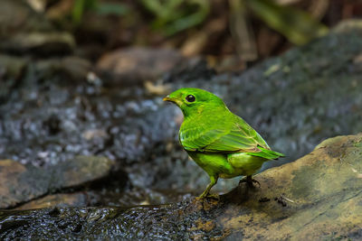 Close-up of green bird perching on rock