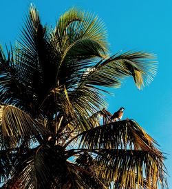 Low angle view of palm tree against clear blue sky