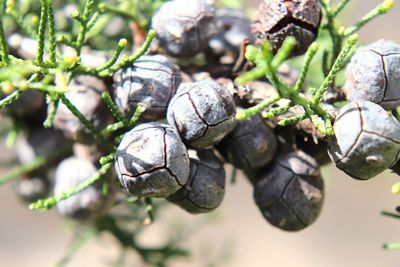 Close-up of plants