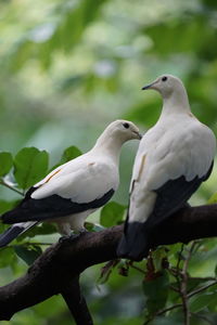 Close-up of birds perching on tree