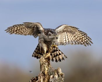 Close-up of bird flying against clear sky