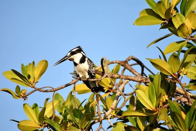 Low angle view of bird perching on tree against clear sky