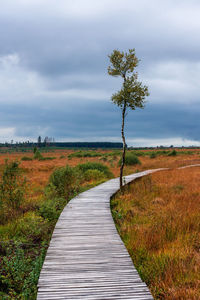 Moorland landscape of the high fens in autumn, belgium.