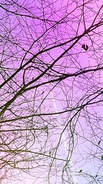 Low angle view of bare trees against blue sky