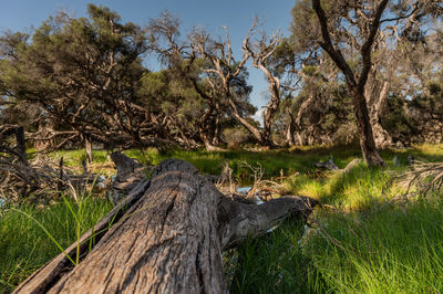 Driftwood on tree trunk in field