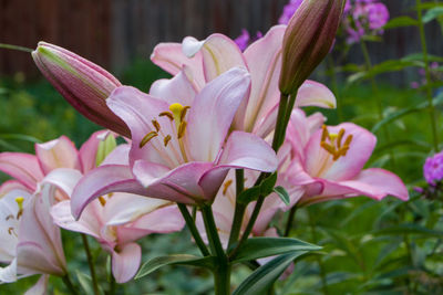Close-up of pink lilies