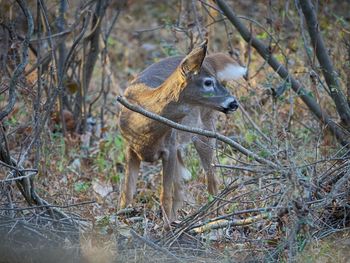 Doe standing amidst branches at forest