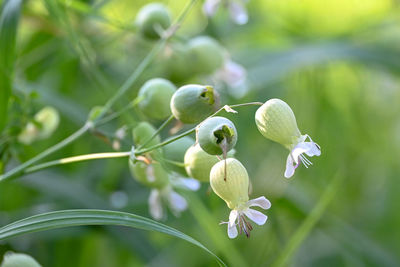 Close-up of white flowering plant