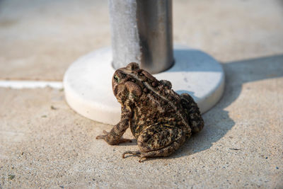 American toad on cement closeup with colorful camouflage markings and bumpy texture. 