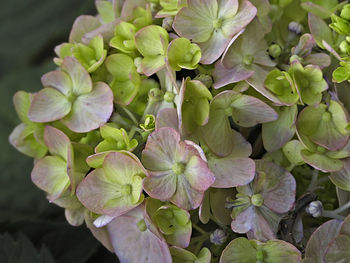 Close-up of fresh purple hydrangea flowers