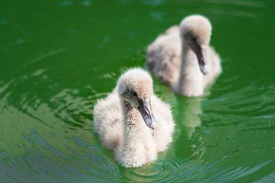 Swan swimming in lake