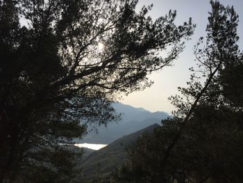 Trees growing on mountain against sky