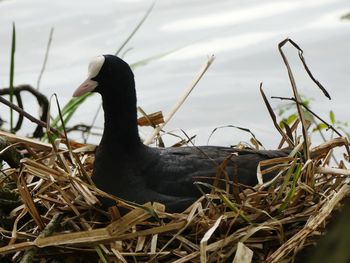 Close-up of a bird in lake