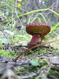 Close-up of mushroom growing on field