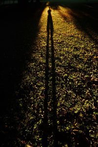 Shadow of people on tiled floor
