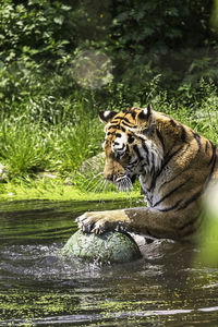 Tiger in water