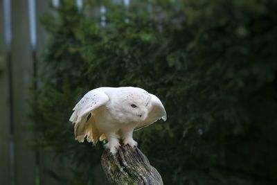 Owl with spread wings perching on tree