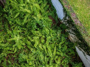 High angle view of trees growing in forest