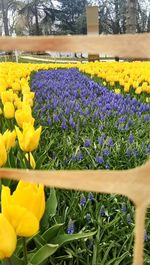 Close-up of yellow crocus flowers on field