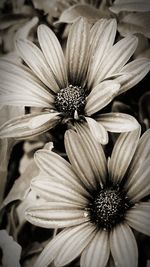 Close-up of osteospermum blooming outdoors