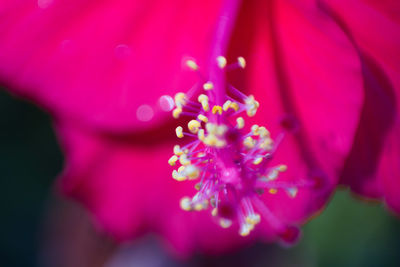 Close-up of pink flowers