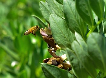 Close-up of butterfly on leaves